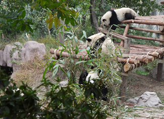 パンダの飼育（中国・成都大熊猫繁育研究基地にて撮影）