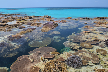 沖縄県波照間島ニシ浜のサンゴ礁（環境省提供）