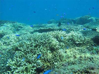 サンゴとサンゴ礁を利用している魚（長崎県五島列島で山野博哉氏撮影）山野博哉（現　生物生態系領域長、気候変動適応センター長代行）「サンゴの将来を予測し、変化に備える」環境研ニュース35巻5号より