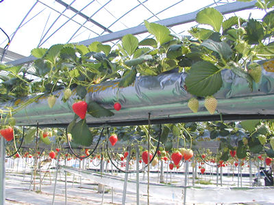 島の新たな特産品づくりを目指して、いちごの水耕栽培も始まった。