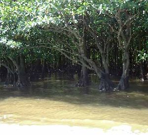 仲間川のマングローブ林（遊覧船から撮影）