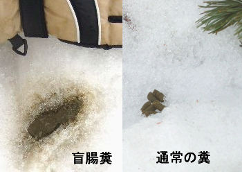 写真6　ライチョウの糞（左：盲腸糞、右：通常の糞）
