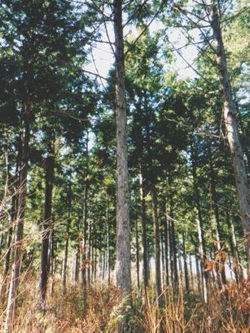 FSC認証を所得した梼原町の森林は間伐により太陽光が入り明るい。下草が生え生態系が多様になる。