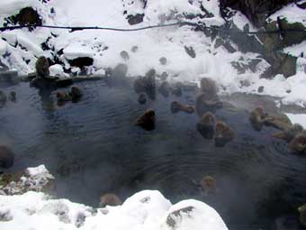 20〜30匹の猿が温泉につかる。1998年に開催された長野冬季オリンピックの際に、試合の合間に訪れた各国のマスコミが、温泉に入る猿を世界中に紹介。野猿公苑の猿は、一躍世界的に有名になった