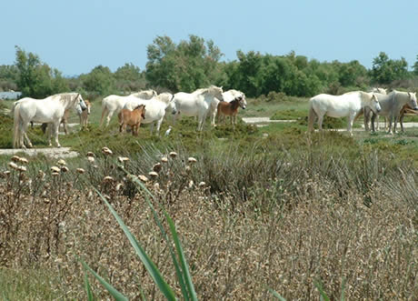 白馬は太古の昔からカマルグに生息していた種