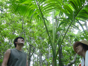 写真7：木性シダの生い茂る森