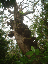 写真9：湿性高木林の中の固有種シマホルトノキ（島名コブノキ）