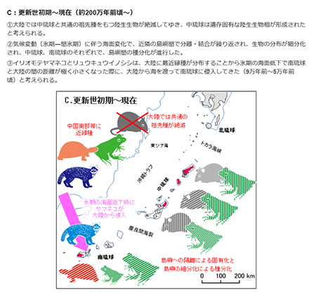 琉球列島の成り立ちと生物の動向の推定図（C：更新世初期〜現在）