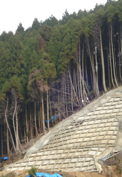 間伐の形跡がほとんど見受けられないスギの人工林で起きた崩落事故。