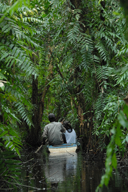マングローブのジャングルを小舟に乗って進む