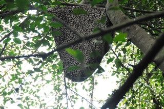 ウーミンの森の巨大な蜂の巣