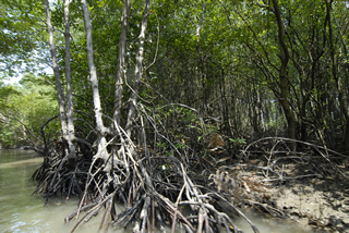 空中に根を張り出すマングローブ樹林