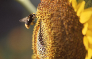 マルハナ蜂とひまわりの花