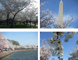 ポトマック河岸の桜（2014年春）