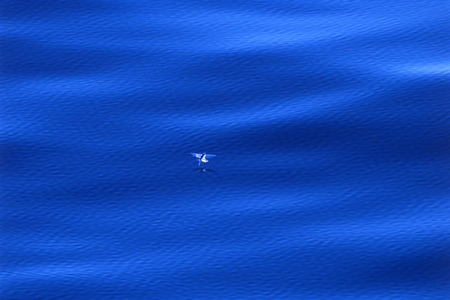 大西洋 画面中央はトビウオ 2004年2月