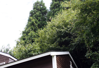 屋根を覆う栗の木。