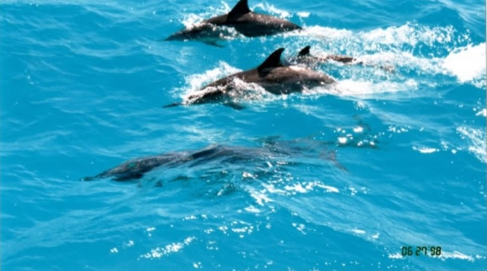 ミッドウェー環礁内を泳ぐイルカの群れ