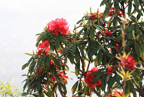 美しいシャクナゲ…ネパールの国花であり、日本では見ることができないが大木になる。