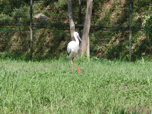 コウノトリ