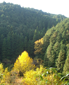 「山の家」のイチョウとクヌギ(手前)、周囲の山のスギ(左奥)とヒノキ(右)の人工林