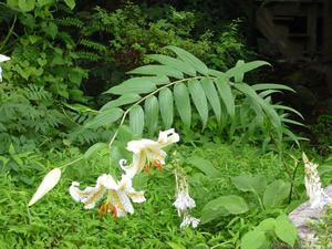 上流には山百合が生息