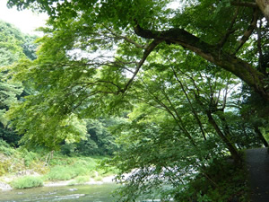 緑豊かな上流