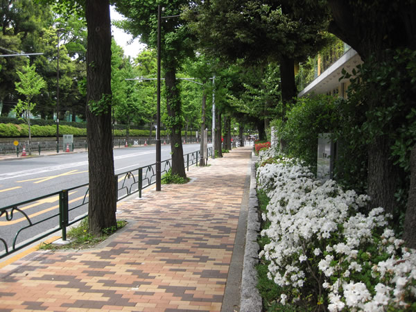 学習院(道路向側)に呼応する目白小の緑(右側