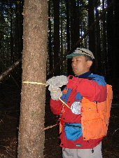 レッドウッドの伐採跡地での二次林調査