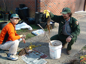 私たちの上司だったブライスさんと。クリの苗木にマイコライザーと呼ばれる共生菌を混ぜ込んだゼリーを塗布しているところ。作業をしながら公園に関する様々なお話しを伺うことができた。