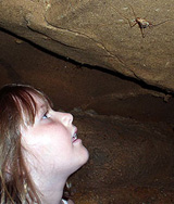 【写真17】鍾乳洞に適応したカマドウマの一種（cave cricket）とそれを見る女の子（国立公園局ホームページより）