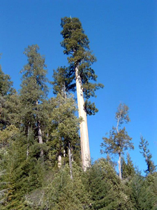 レッドウッドの大木の頂部についている枝葉