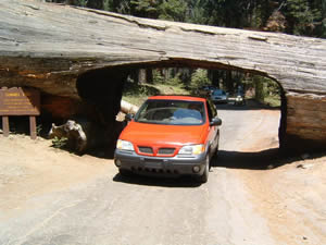 倒木の下を自家用車でくぐる「トンネル・ログ（トンネル丸太）」