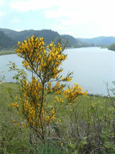 写真5：黄色いかわいらしい花をつけるスコッチブルームだが、地域の生態系には深刻な影響を与えている