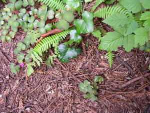 写真8：写真中央上に見える光沢のある葉がイングリッシュアイビー