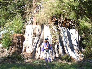 写真7-3：野外学校の庭には、巨大な切り株が残されている。もちろん、国立公園に指定される前に伐採されたものだ