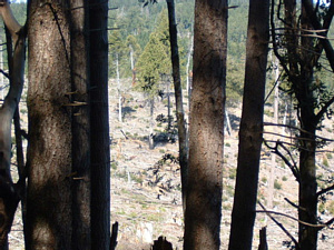 写真17：国立公園の区域外では、現在もレッドウッドの伐採が続けられている。日本の林業とは違い、かなり粗放な伐採方法がとられているようだ