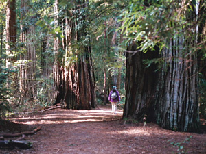 写真19：レッドウッドの森には独特の雰囲気がある