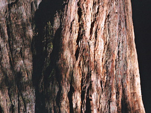 写真19-2：レッドウッドの樹皮