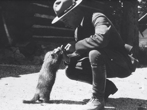 写真11：マーモットに餌をやるレンジャー（1930年代　NPS PHOTO）