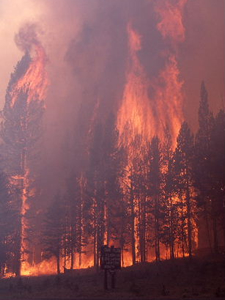写真14：下生えだけでなく、樹木も広範に焼失した（1988年Jeff Henry氏撮影　NPS PHOTO）