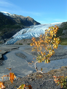 写真1：キーナイフィヨルド国立公園のエグジット氷河