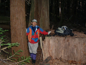 レッドウッド二次林調査の風景。レッドウッドの切り株（写真向かって右）と、切り株から萌芽更新したレッドウッド（同左）
