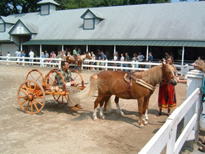 ホースパークでは、馬を使った様々なアトラクションを楽しむことができる