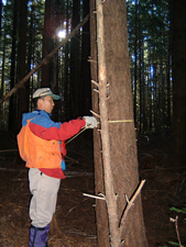 二次林調査の様子。伐採後、業者がヘリコプターで散布したダグラスモミが成長し、林内は昼でも薄暗い。樹木を間伐し、元の原生林の状態に近づけることがこの調査の狙いだ。