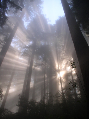 レッドウッドの原生林。太平洋から流れ込む霧が幻想的な光景をつくりだす。膨大な時間をかけてつくりあげられてきた自然の生態系を、人間はたったの100年で切りつくしてしまった。